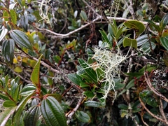 Cavendishia bracteata