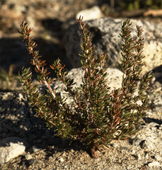 Eriogonum fasciculatum