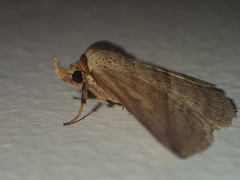 Carsina kanshireiensis