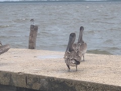 Pelecanus occidentalis