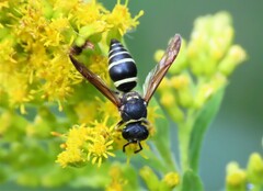 Ancistrocerus catskill