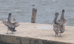 Pelecanus occidentalis