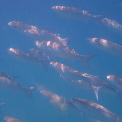 Crenimugil crenilabis