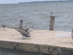 Pelecanus occidentalis