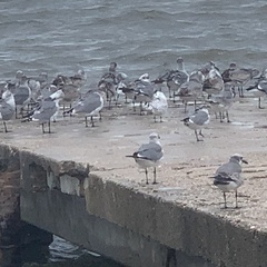 Leucophaeus atricilla