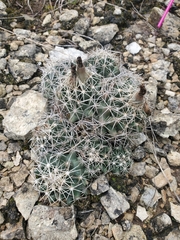 Coryphantha sulcata