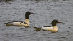 Mergus merganser americanus