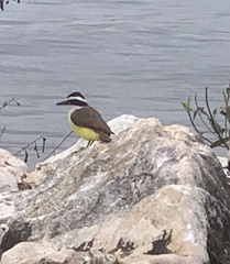 Pitangus sulphuratus