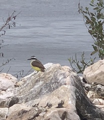 Pitangus sulphuratus