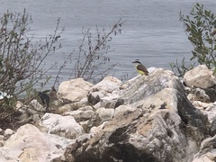 Pitangus sulphuratus