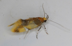 Epicallima argenticinctella