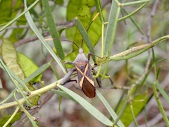 Mictis profana