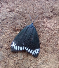 Cyclosia panthona