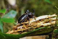 Trichogomphus mongol