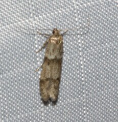 Blastobasis pulchella