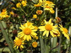 Senecio nigrescens