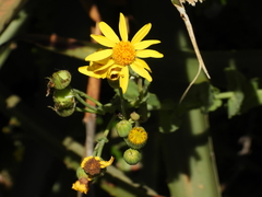 Senecio nigrescens