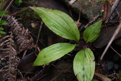 Malaxideae