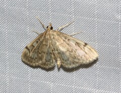 Anania tertialis