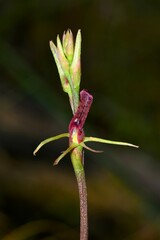 Cryptostylis leptochila