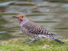 Colaptes auratus luteus × cafer