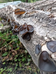 Auricularia polytricha