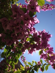Bougainvillea