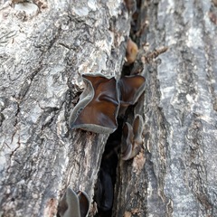 Auricularia polytricha