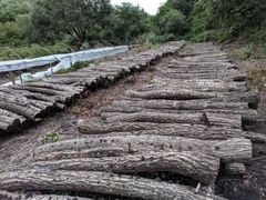 Auricularia polytricha