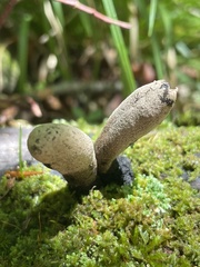 Xylaria