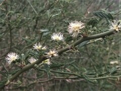 Mimosa ostenii