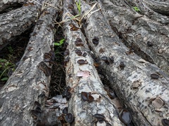 Auricularia polytricha