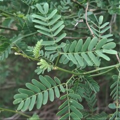 Mimosa ostenii