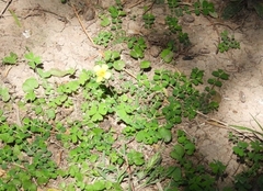 Oxalis exilis