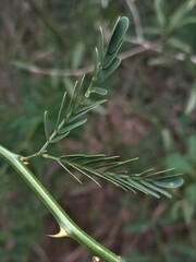Mimosa ostenii