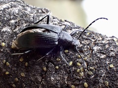 Alleculina