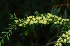 Acacia howittii