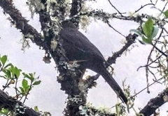 Turdus fuscater