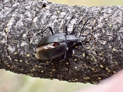 Alleculina