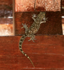 Hemidactylus garnotii