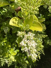 Ligustrum ovalifolium