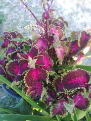 Coleus scutellarioides
