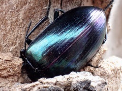 Chalcopteroides