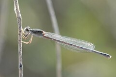 Ischnura hastata
