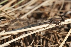 Argia pallens