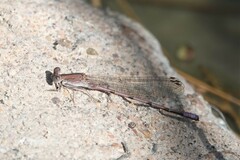 Argia pallens