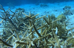 Acropora cervicornis