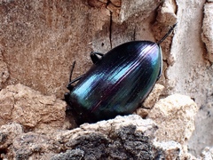 Chalcopteroides