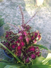 Coleus scutellarioides