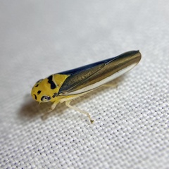 Ishidaella albomarginata